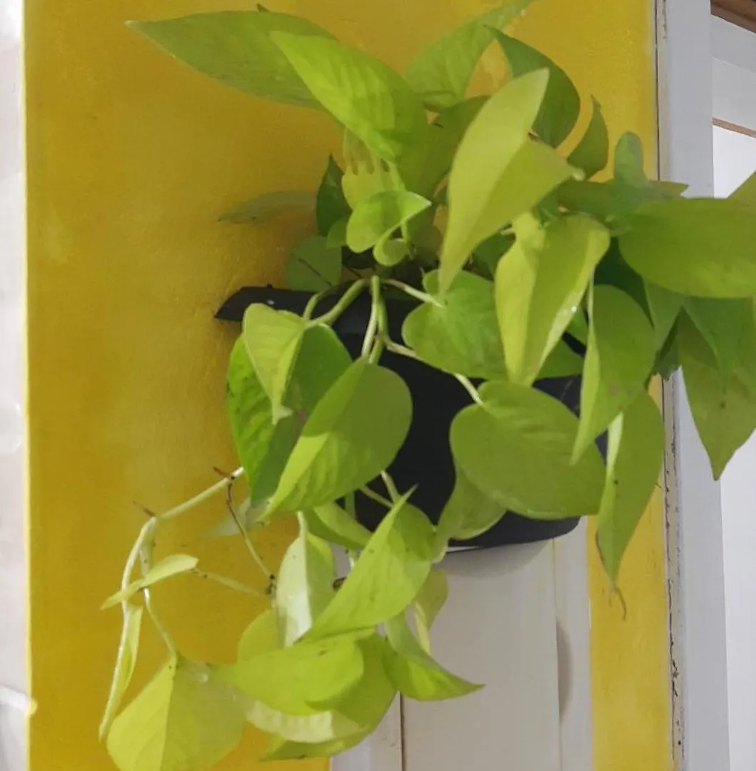 Townhousefloripa II Praia Do Mocambique-Riovermelho Флорианополис